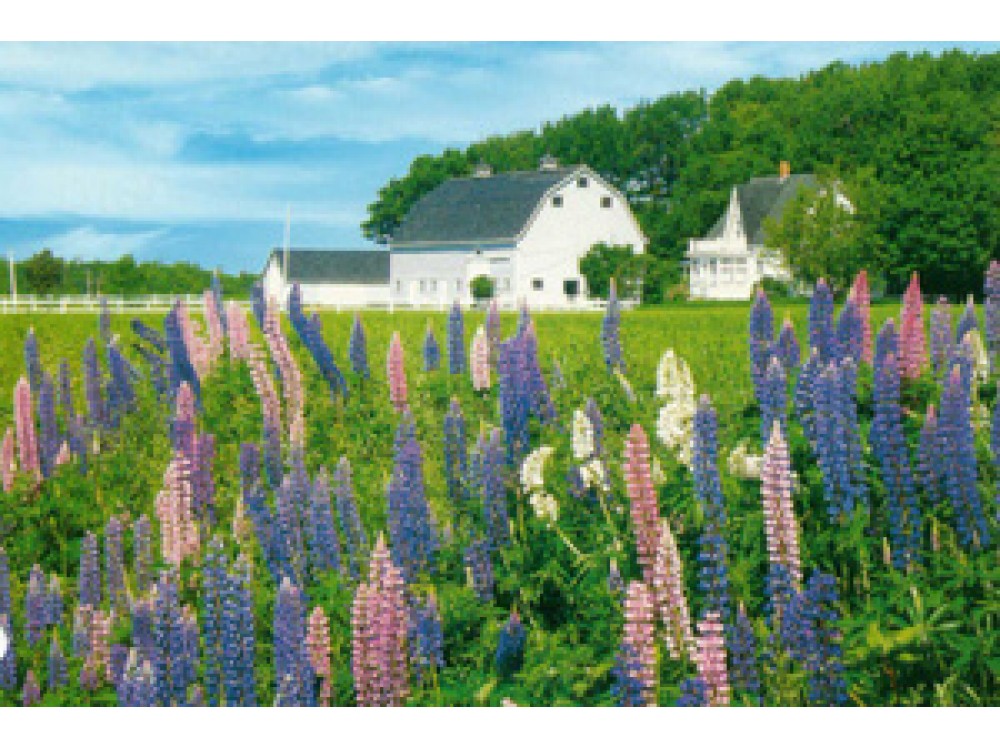 Lupin Farm