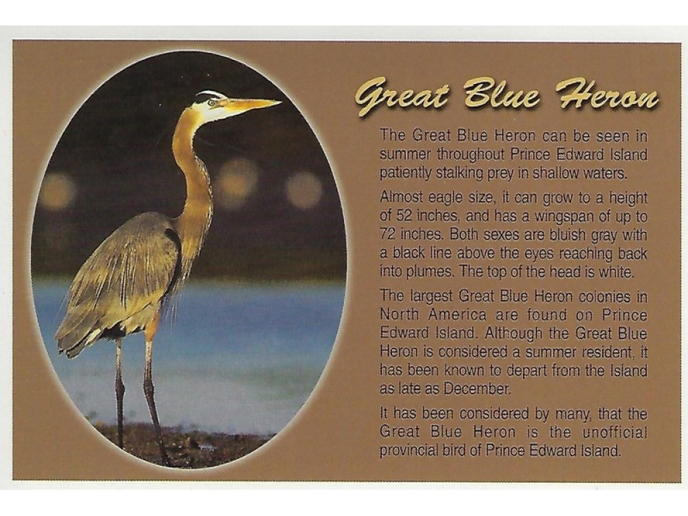 Great Blue Heron