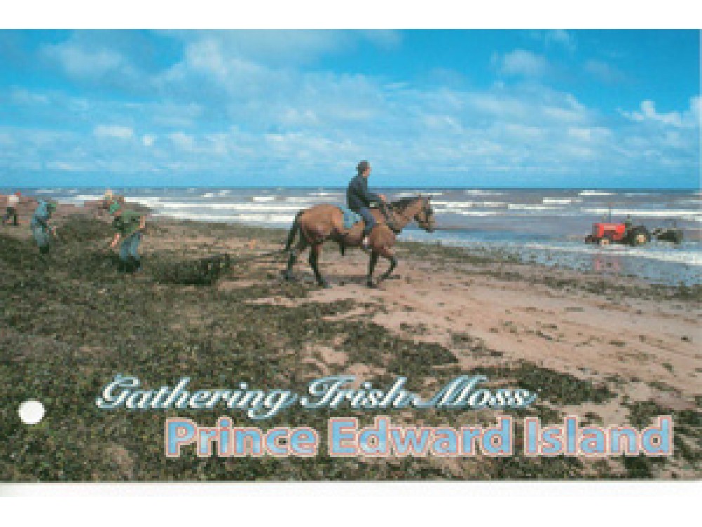 Gathering Irish Moss